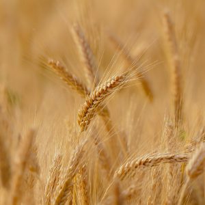 wheat-3241114_1920